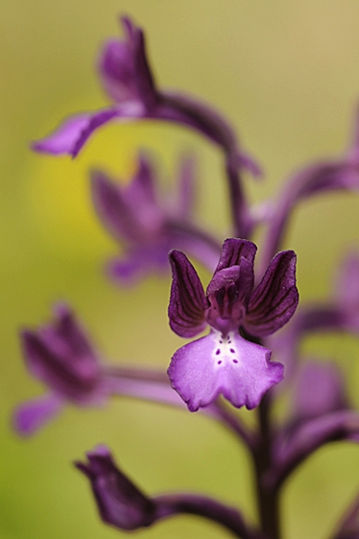 Kretanycklar, Anacamptis boryi, Orchis boryi