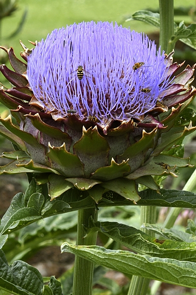 Kronärtskocka, Cynara carduncuelus var. scolymus