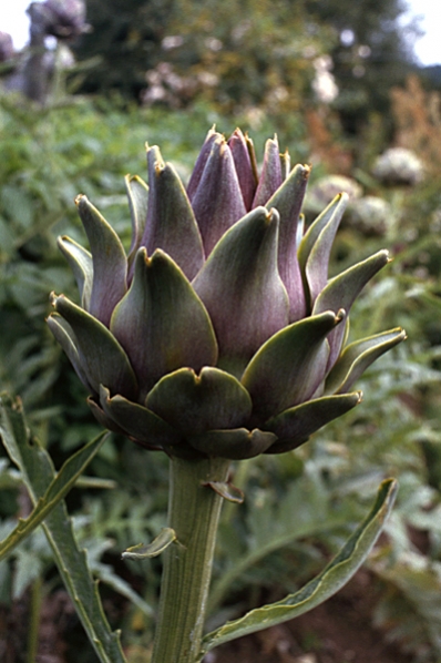 Kronärtskocka, Cynara cardunculus ssp. scolymus