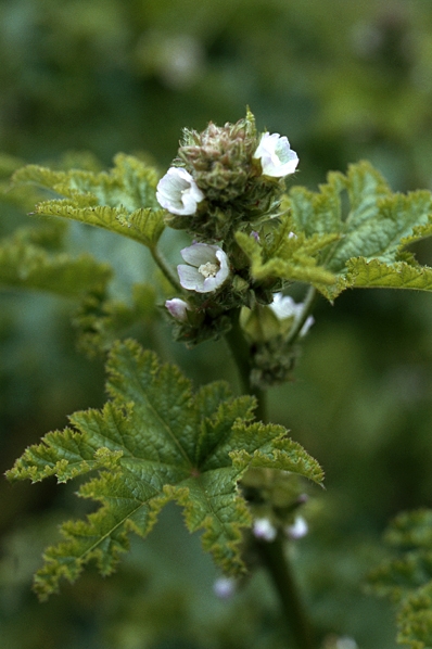 Krusmalva, Malva verticillata var. crispa