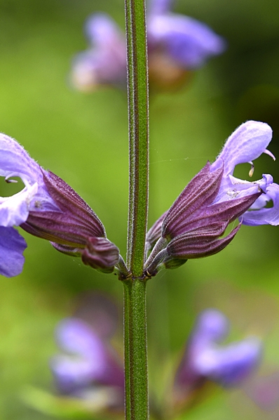 Kryddsalvia, Salvia officinalis