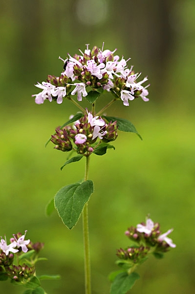 Kungsmynta, Origanum vulgare