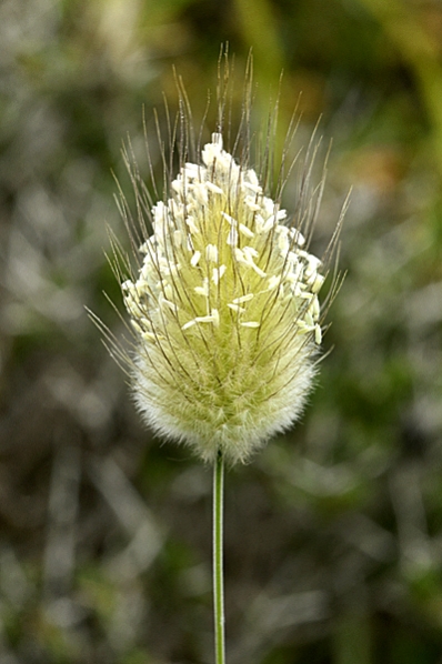 Harsvans, Lagurus ovatus