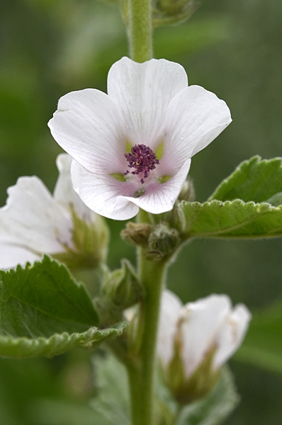 Läkemalva, Althaea officinalis