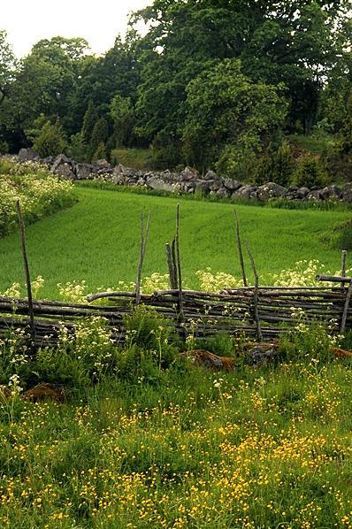 Sommarlandskap, svenskt landskap, odlingslandskap