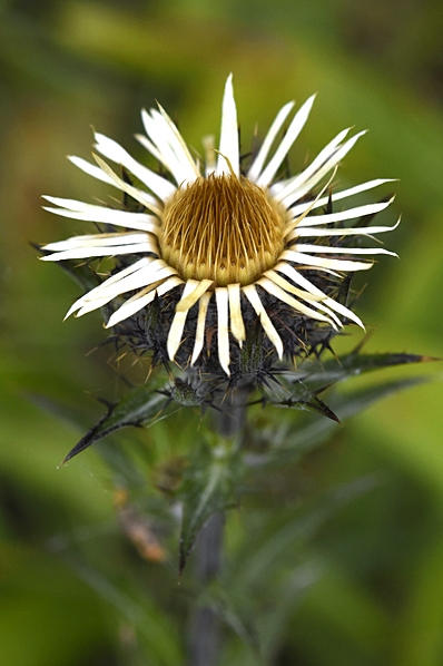 Långbladig spåtistel, Carlina vulgare ssp. longifolia