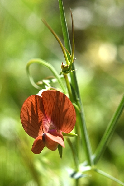 Rödvial, Lathyrus cicera
