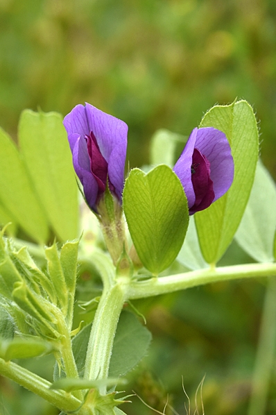 Bandvial, Lathyrus clymenum