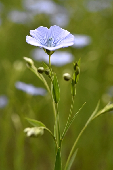 Lin, Linum usitatissimum
