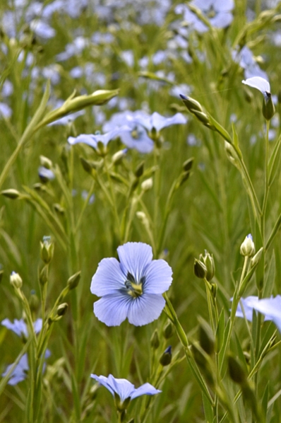 Lin, Linum usitatissimum