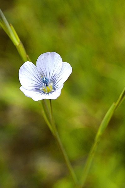 Bleklin, Linum bienne