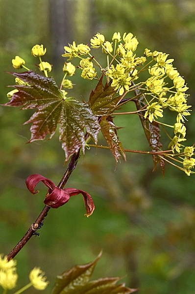 Skogslönn / Lönn, Acer platanoides