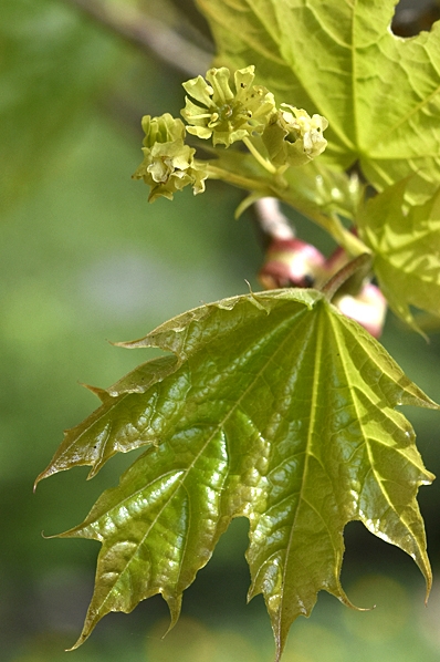 Skogslönn / Lönn, Acer platanoides