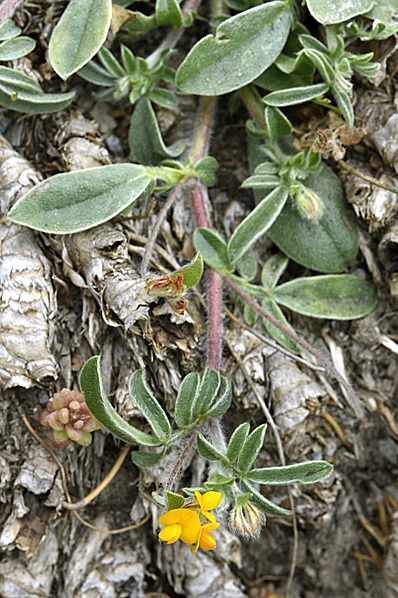 Borstig käringtand, Lotus subbiflorus