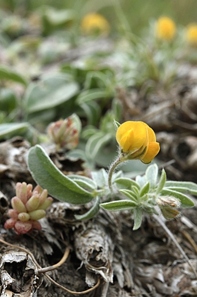 Borstig käringtand, Lotus subbiflorus