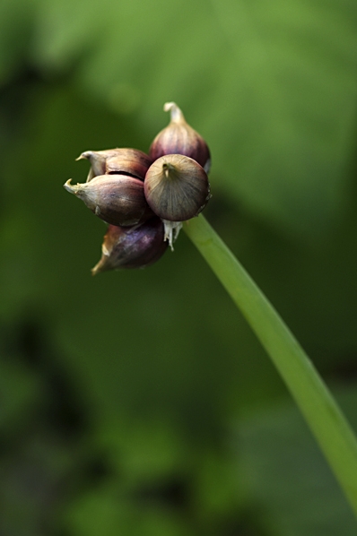 Luftlök, våningslök, Allium x proliferum