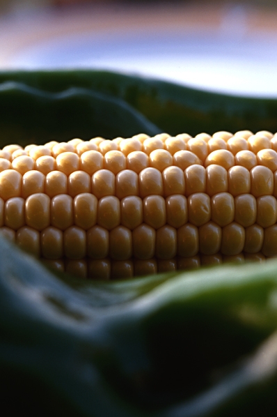 Majs, Zea mays