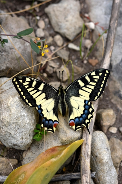 Makaonfjäril, Papilio macaon