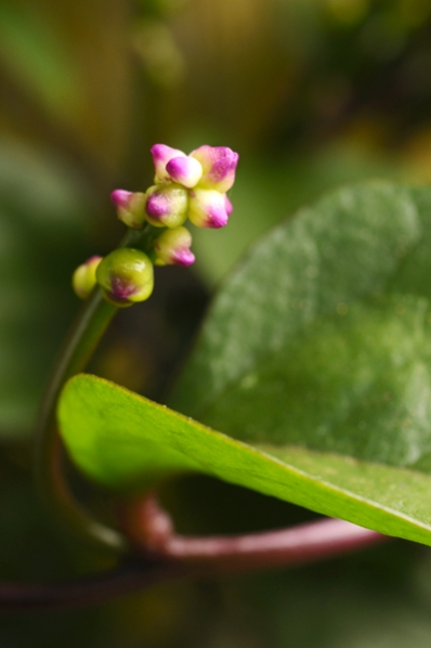 Malabarspenat, Basella rubra, Basella alba