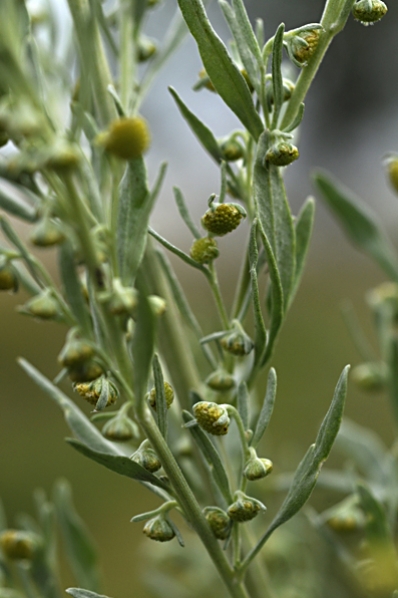 Malört, Artemisia absinthium