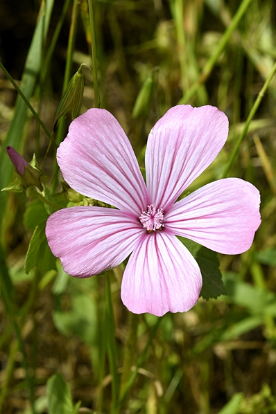 Sommarmalva, Malva trimestris
