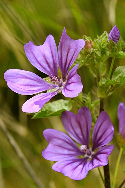 Rödmalva, Malva sylvestris