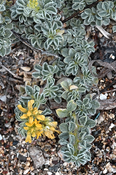 Medicago marina