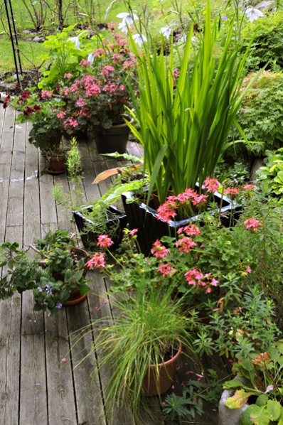Min trädgård, doftlilja, pelargoner, gräslök