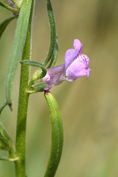 Kalvnos, Misopates orontium