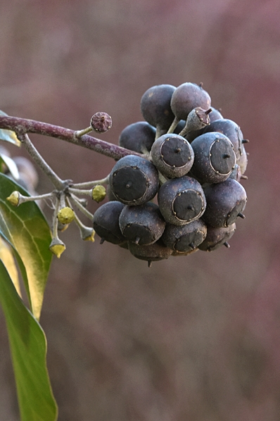 Storbladig murgröna, Hedera hibernica