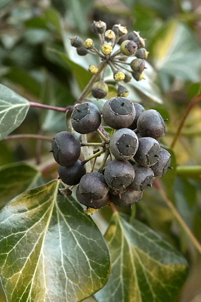 Storbladig murgröna, Hedera hibernica