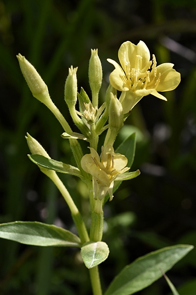 Äkta nattljus, Oenothera biennis