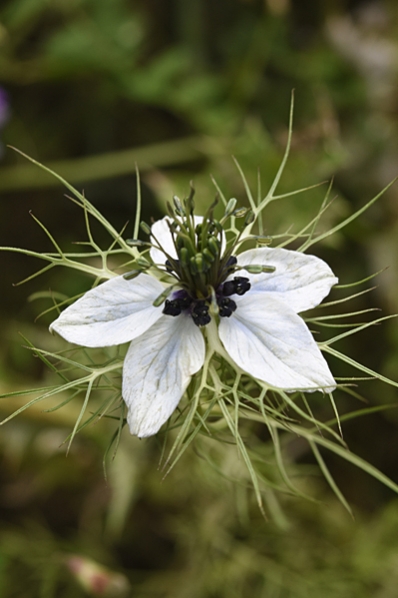 Jungfrun i det gröna, Nigella damascena