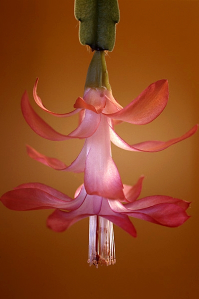 Novemberkaktus, Schlumbergera truncata