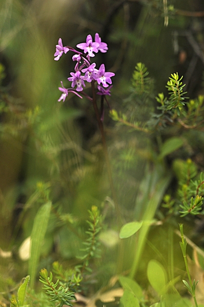 Ögonnycklar, Orchis quadripunctata