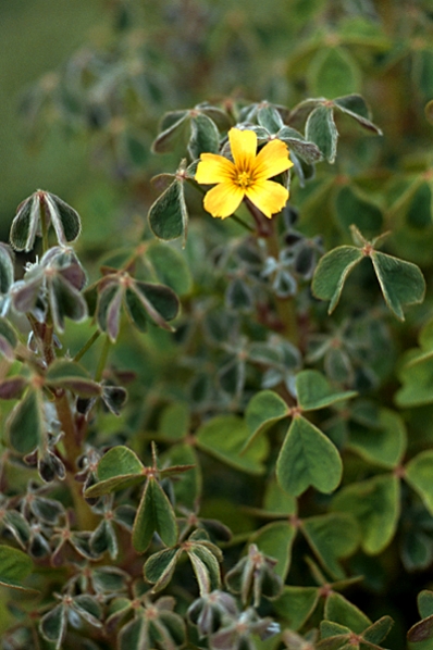 Oca, Oxalis tuberosa