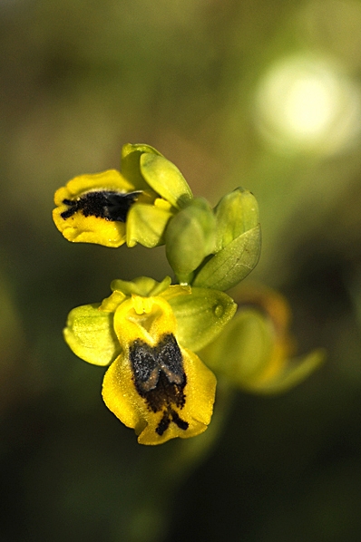Ophrys lutea ssp. galilaea, Ophrys phryganae, Gul ofrys
