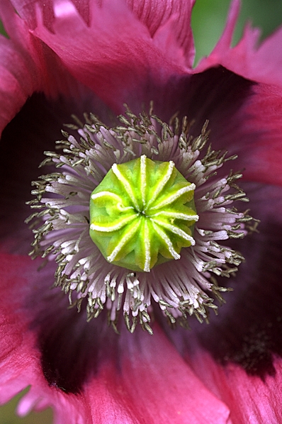 Opievallmo, Papaver somniferum