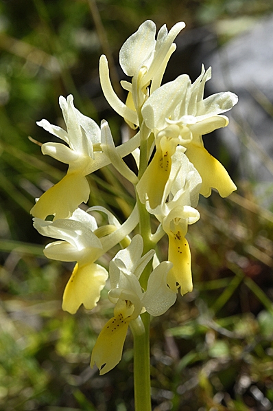 Gullvivenycklar, Orchis pauciflora