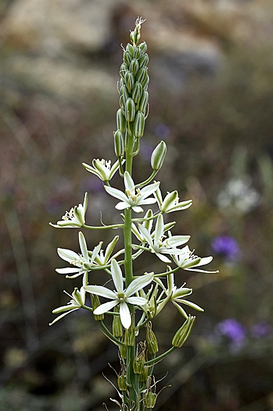 Fransk stjärnlök, Ornithogalum narbonense