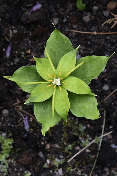 Himalayaormbär, Paris polyphylla