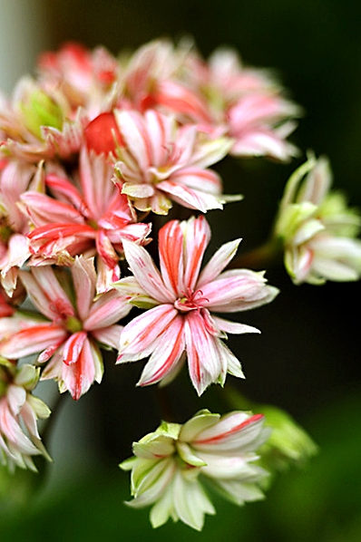 Pelargon, Pelargonium