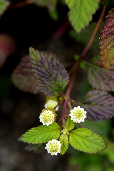 Phyla scaberrima