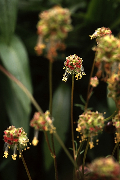 Pimpinell, Sanguisorba minor, Poterium sanguisorba