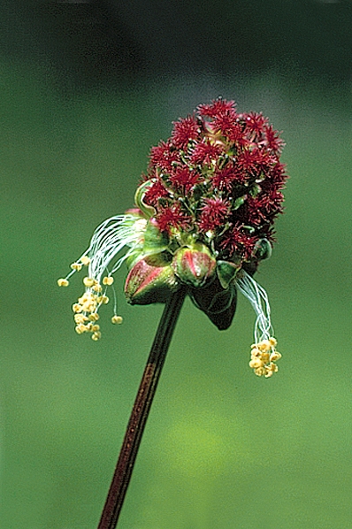 Pimpinell, Sanguisorba minor, Poterium sanguisorba