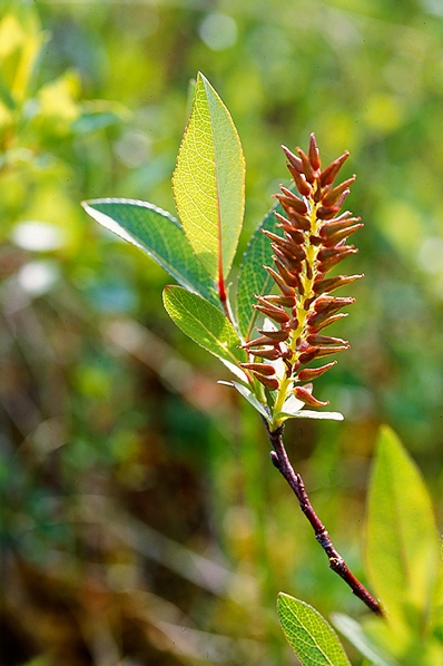 Fjällblekvide, Salix hastata ssp. hastata