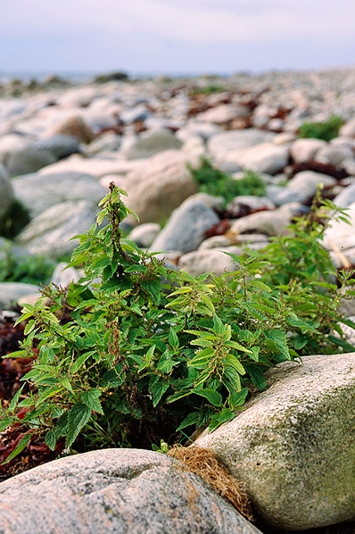 Etternässla, Urtica urens