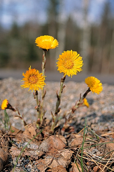 Hästhov, Tussilago farfara