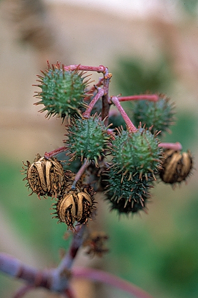 Ricin, Ricinus communis
