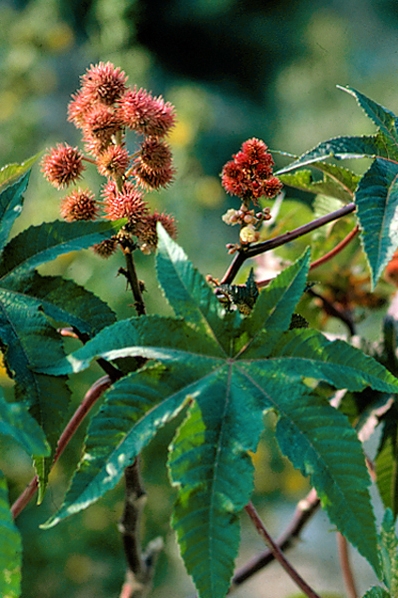 Ricin, Ricinus communis